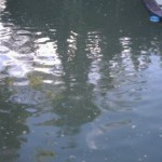 Swampy Pool needs Orange County Pool Cleaners