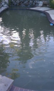 Laguna Beach Pool Service - before removing algae