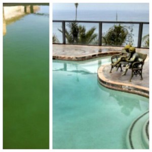 laguna Beach pool service turned green pool to blue