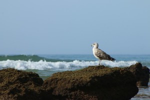 bird-by-saltwater
